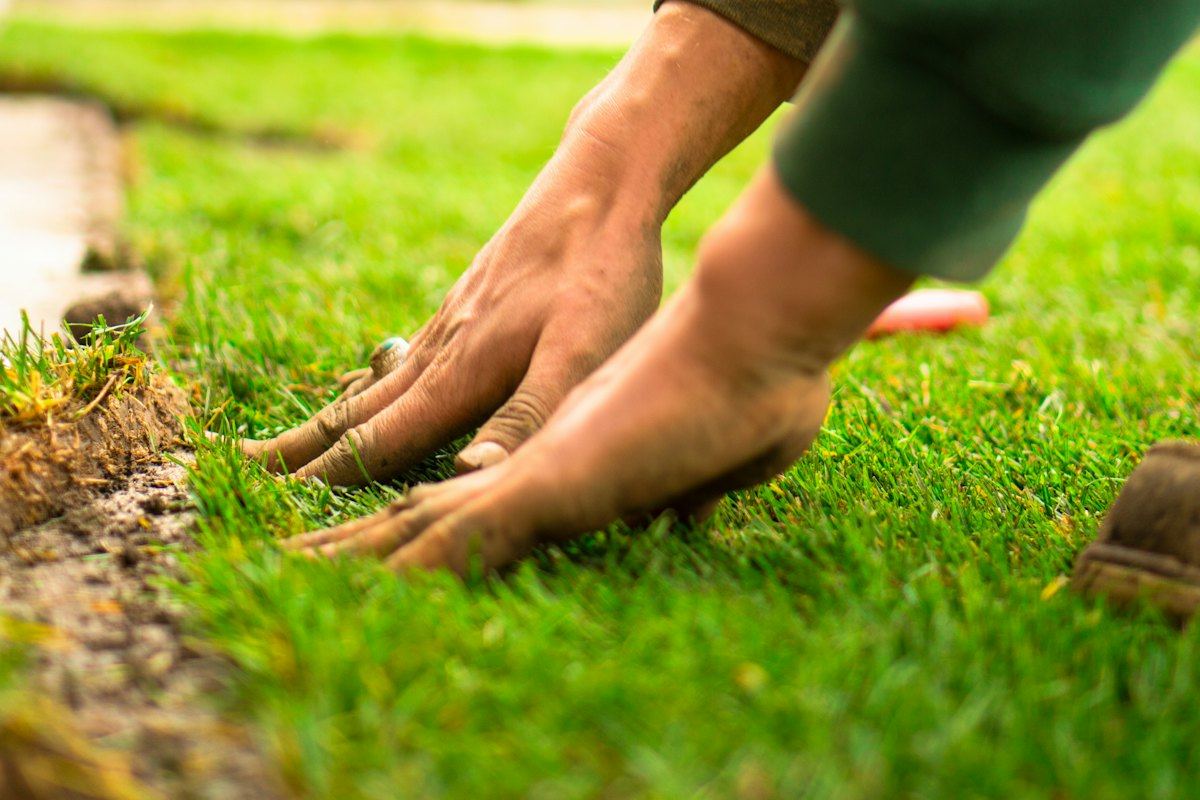 Laying new sod by hand